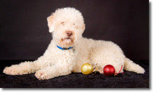 Photo of a Lagotto Romagnolo