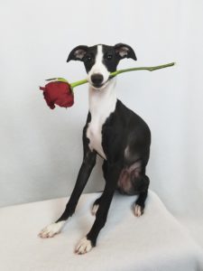 Roman, the Italian greyhound, photo